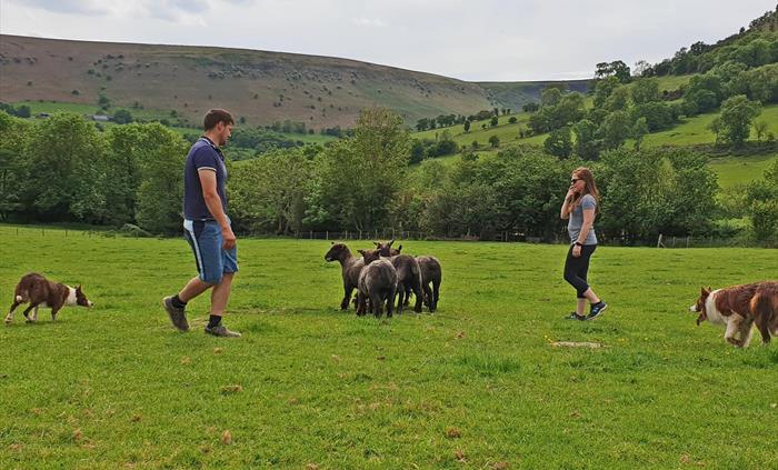Learn about herding sheep on a welsh hill farm